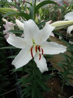 [5367 Constanta 2N VZ No02.JPG]